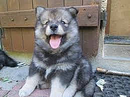 Galbi participe au concours pour gagner de l'argent avec cette photo : ancient_dog_breeds, canis, carnivore, companion_dog, dog, dog_breed, dog_supply, fur, keeshond, snout, terrestrial_animal, whiskers, wildlife, wolf, working_dog