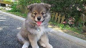 Galbi participe au concours pour gagner de l'argent avec cette photo : ancient_dog_breeds, canidae, carnivore, companion_dog, dog, dog_breed, fence, grass, home_fencing, plant, snout, sporting_group, terrestrial_animal, working_animal, working_dog