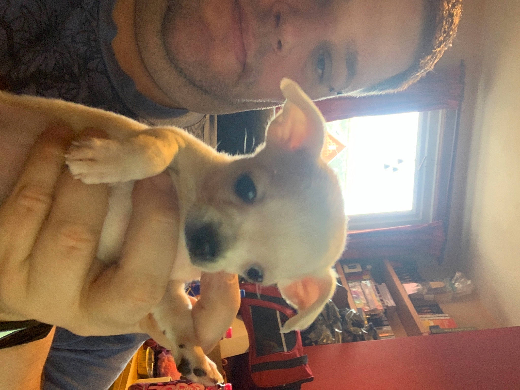 Holly-may joined the competition — help win amazing prizes! canidae, carnivore, collar, companion_dog, curtain, dog, dog_breed, flesh, gesture, human, jaw, korean_jindo_dog, nail, non_sporting_group, selfie, skin, snout, thumb, working_animal, wrist