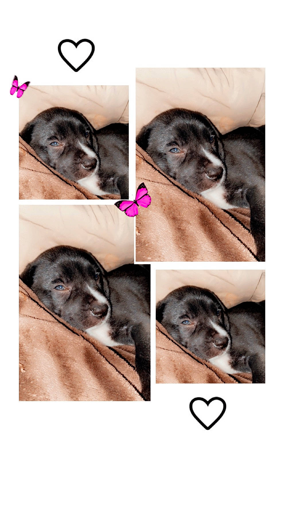 Max is registered to the contest to win money with this photo: black, canidae, carnivore, comfort, companion_dog, dog, dog_breed, font, fur, liver, magenta, mammal, paw, photograph, snout, sporting_group, vertebrate, whiskers, white, working_animal