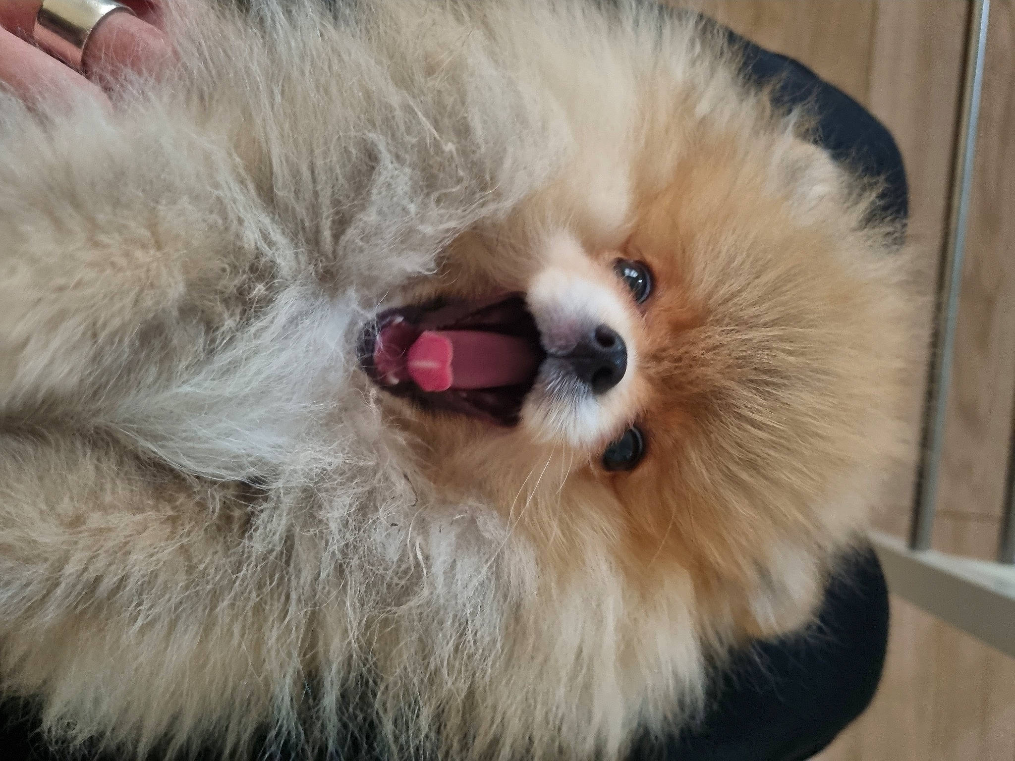 Apple a rejoint le concours — aidez-le/la à gagner de superbes lots ! canidae, carnivore, companion_dog, dog, dog_breed, dog_supply, fawn, fur, german_spitz, german_spitz_klein, german_spitz_mittel, paw, pomeranian, snout, spitz, sporting_group, toy_dog, volpino_italiano, whiskers, working_animal