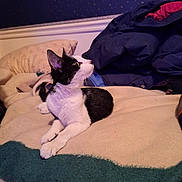 Souxie is registered to the contest to win money with this photo: cat, black_and_white, blanket, bed, pillow, indoor, cozy, feline, curious, resting, animal, pet, fur, whiskers, ears, looking_away, clothing, fabric, home, star_pattern_wall