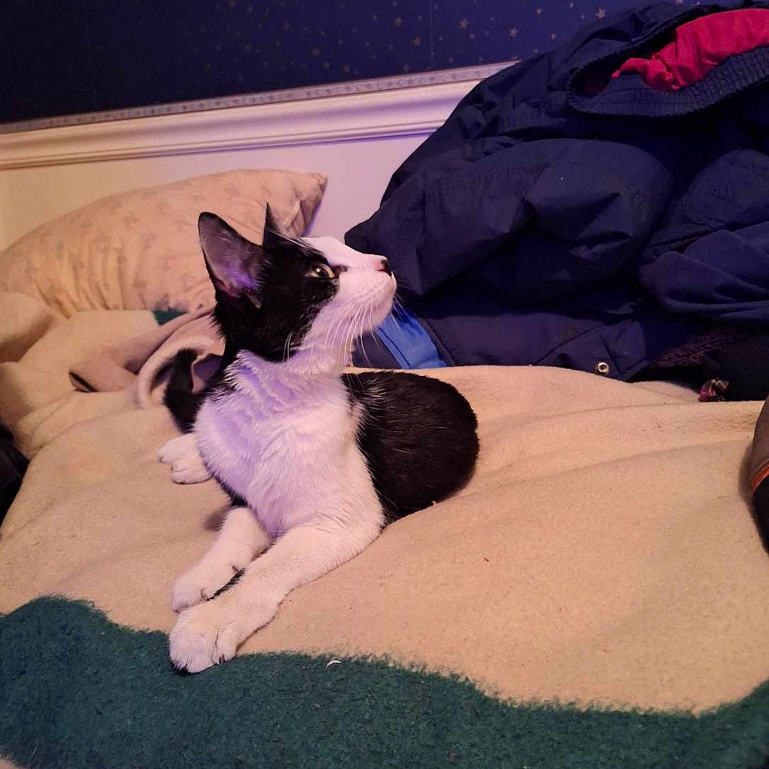 Souxie is registered to the contest to win money with this photo: animal, bed, black_and_white, blanket, cat, clothing, cozy, curious, ears, fabric, feline, fur, home, indoor, looking_away, pet, pillow, resting, star_pattern_wall, whiskers