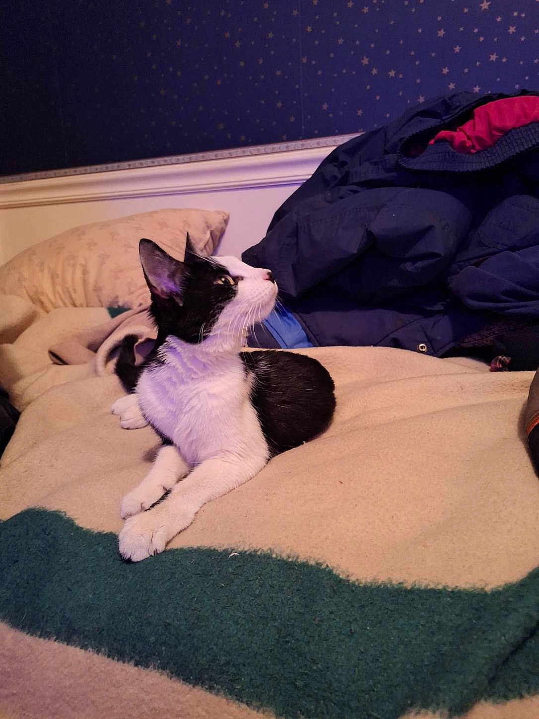 Souxie is registered to the contest to win money with this photo: cat, black_and_white, blanket, bed, pillow, indoor, cozy, feline, curious, resting, animal, pet, fur, whiskers, ears, looking_away, clothing, fabric, home, star_pattern_wall