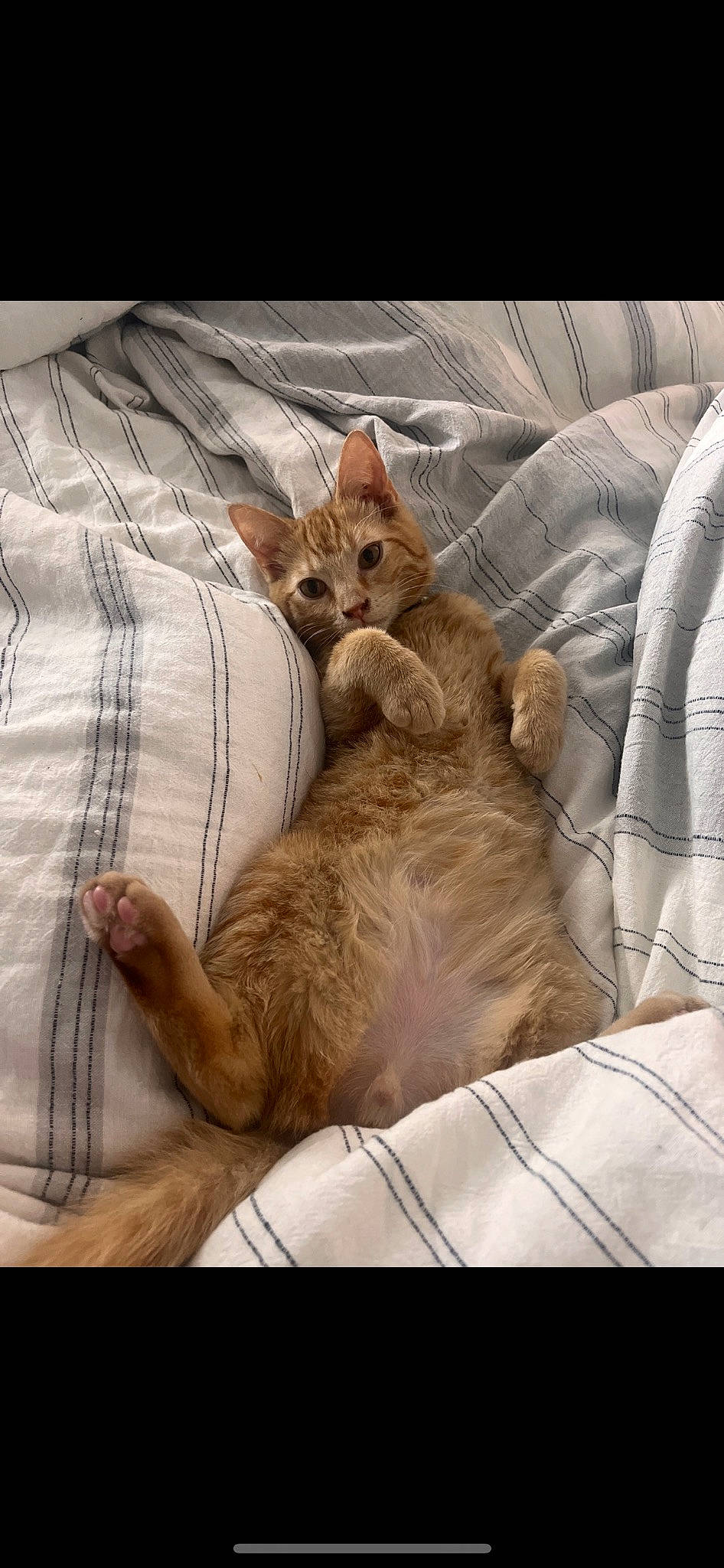 Houdini is registered to the contest to win money with this photo: bed, bedding, carnivore, cat, comfort, domestic_short_haired_cat, duvet, fawn, felidae, fur, linens, pattern, paw, plaid, sleeve, small_to_medium_sized_cats, tail, tartan, textile, whiskers