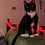Magic joined the competition — help win amazing prizes! cat, tuxedo_cat, indoor, couch, string_lights, red_lights, pet, feline, yellow_eyes, black_and_white, tail, whiskers, curious, seated, cozy, home, living_room, door, furniture, soft_lighting