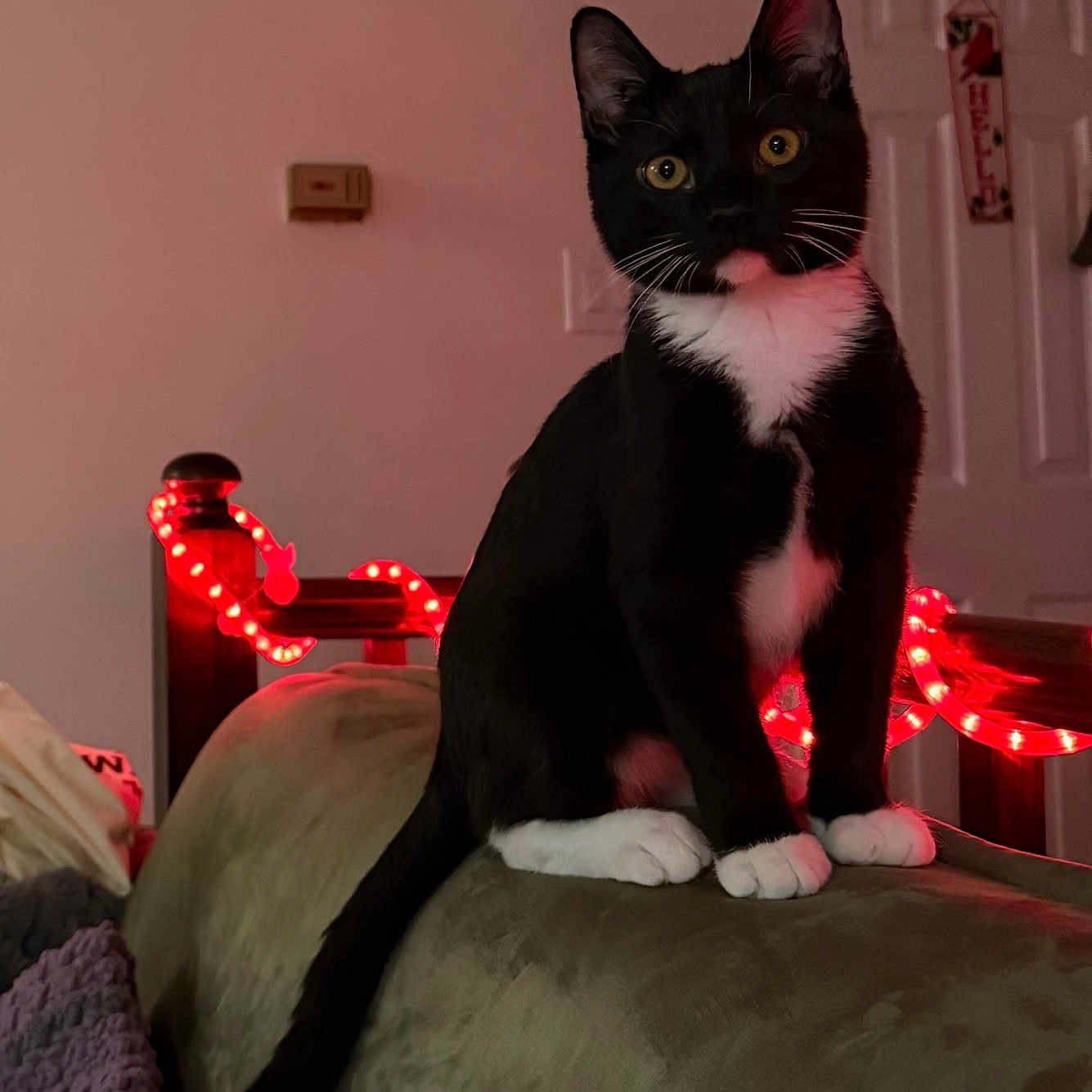 Magic joined the competition — help win amazing prizes! black_and_white, cat, couch, cozy, curious, door, feline, furniture, home, indoor, living_room, pet, red_lights, seated, soft_lighting, string_lights, tail, tuxedo_cat, whiskers, yellow_eyes