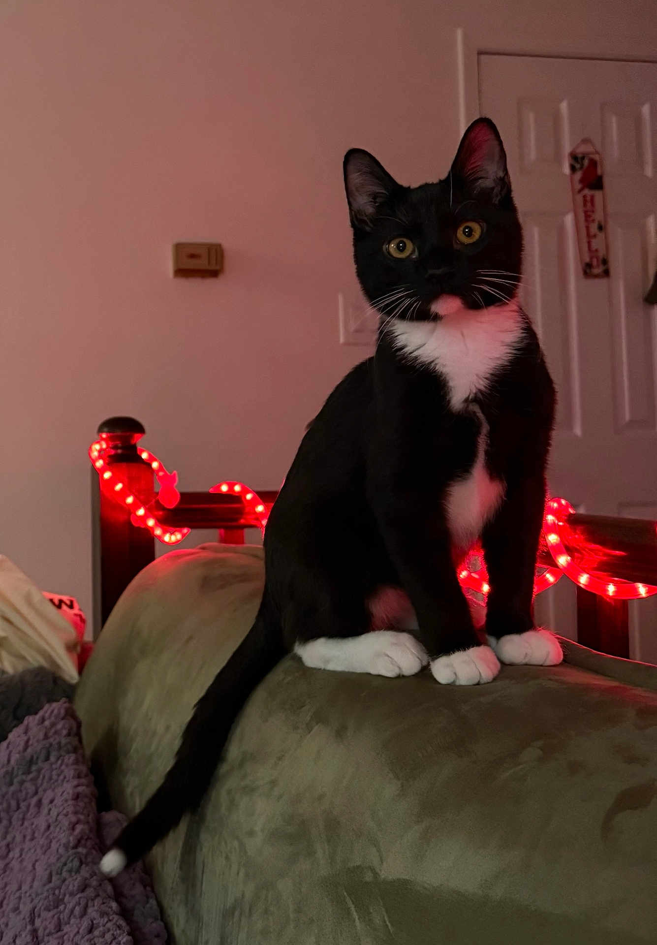 Magic joined the competition — help win amazing prizes! cat, tuxedo_cat, indoor, couch, string_lights, red_lights, pet, feline, yellow_eyes, black_and_white, tail, whiskers, curious, seated, cozy, home, living_room, door, furniture, soft_lighting