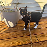 Magic is registered to the contest to win money with this photo: cat, black_and_white, animal, pet, leash, harness, wooden_deck, potted_plant, outdoor, sunlight, shadow, yellow_eyes, curious, domestic_cat, feline, plant_pot, wood_planks, nature, daylight, sidewalk