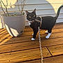 cat, black_and_white, animal, pet, leash, harness, wooden_deck, potted_plant, outdoor, sunlight, shadow, yellow_eyes, curious, domestic_cat, feline, plant_pot, wood_planks, nature, daylight, sidewalk