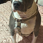 Michelle Cotten is registered to the contest to win money with this photo: dog, pitbull, pet, animal, bed, quilt, harness, indoor, canine, fur, ears, snout, paws, looking_away, brown_and_white, domestic_animal, companion, portrait, pet_accessory, resting_place