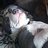 Michelle Cotten joined the competition — help win amazing prizes! dog, puppy, blanket, indoor, resting, lying_down, animal, pet, canine, relaxed, snout, fur, collar, couch, comfort, two_dogs, brown, white, gray, closeup