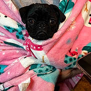 Lucy joined the competition — help win amazing prizes! animal, black_dog, blanket, comfort, cozy, cute, dog, fur, hand, indoor, pet, pink_blanket, pug, puppy, resting, snowman_pattern, snug, table, warm, wrapped