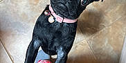 Lucy is registered to the contest to win money with this photo: animal, black_dog, clothing, collar, cute, dog, head_tilt, indoor, looking_up, pants, patterned_pants, person, pet, pet_collar, pug, puppy, red_pants, small_dog, tile_floor, white_pattern