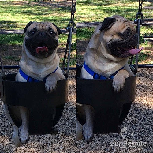 Phoenix-milo-brody joined the competition — help win amazing prizes! canidae, carnivore, collar, companion_dog, dog, dog_breed, dog_collar, dog_supply, fawn, leash, mammal, pet_supply, pug, snout, sporting_group, toy_dog, vertebrate, working_animal, wrinkle, yard