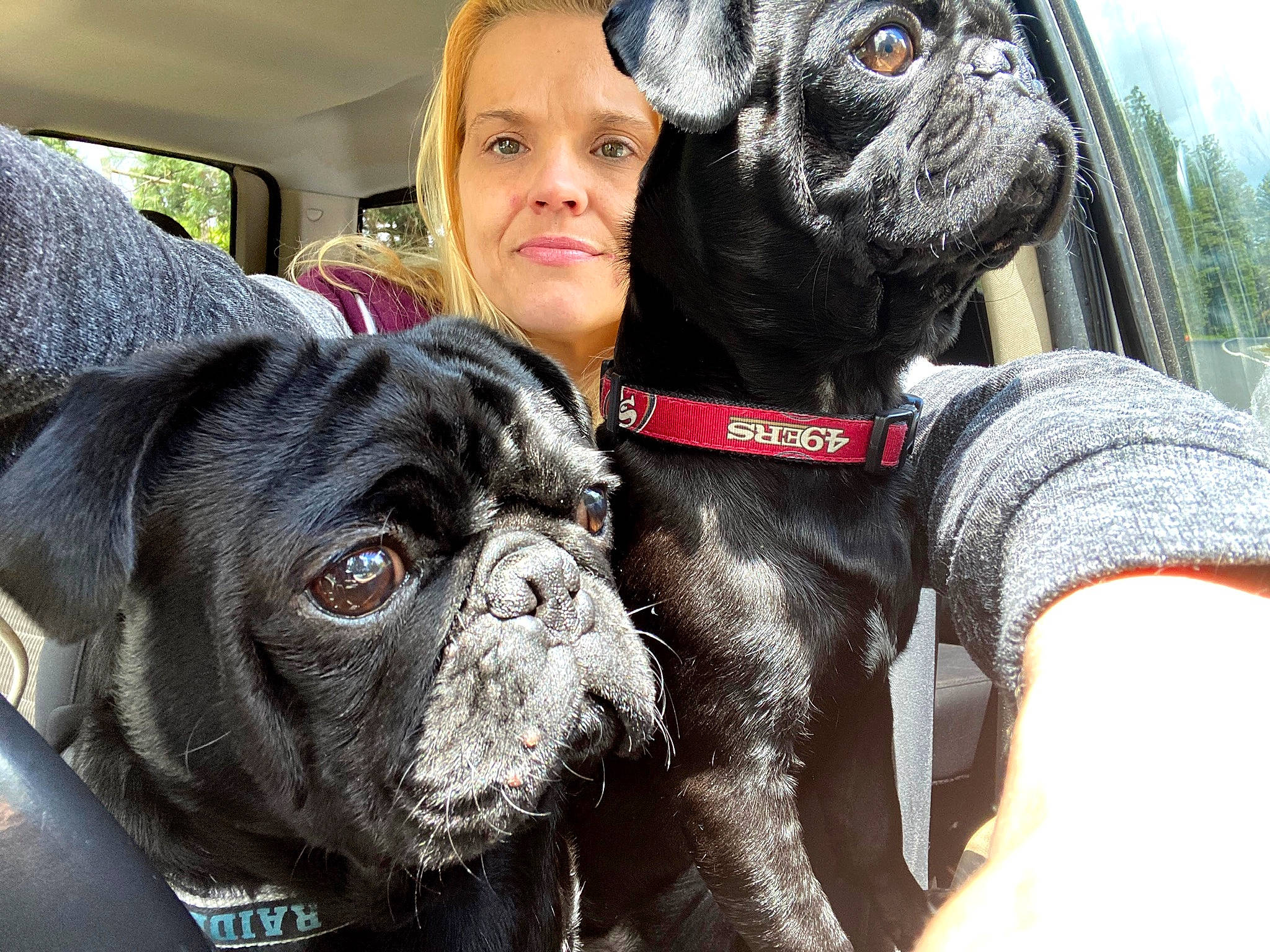 Phoenix-milo-brody is registered to the contest to win money with this photo: carnivore, collar, companion_dog, dog, dog_breed, dog_collar, fawn, leash, mammal, organ, pet_supply, pink, pug, skin, snout, sporting_group, vehicle_door, vertebrate, working_animal, wrinkle