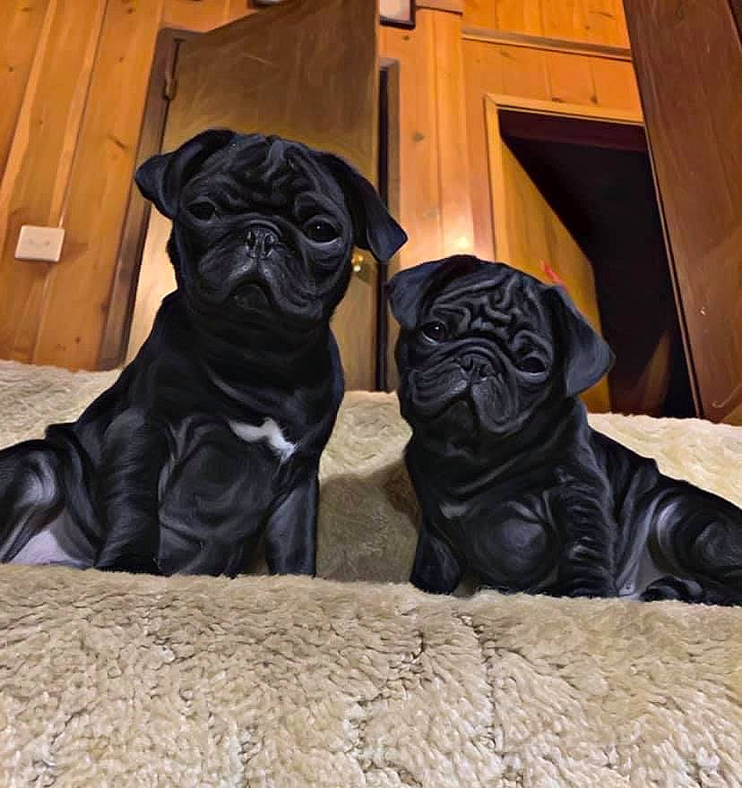Phoenix-milo-brody is registered to the contest to win money with this photo: black, canidae, carnivore, companion_dog, dog, dog_breed, door, fawn, fixture, hardwood, non_sporting_group, plywood, pug, snout, terrestrial_animal, toy_dog, wood, wood_stain, working_animal, wrinkle