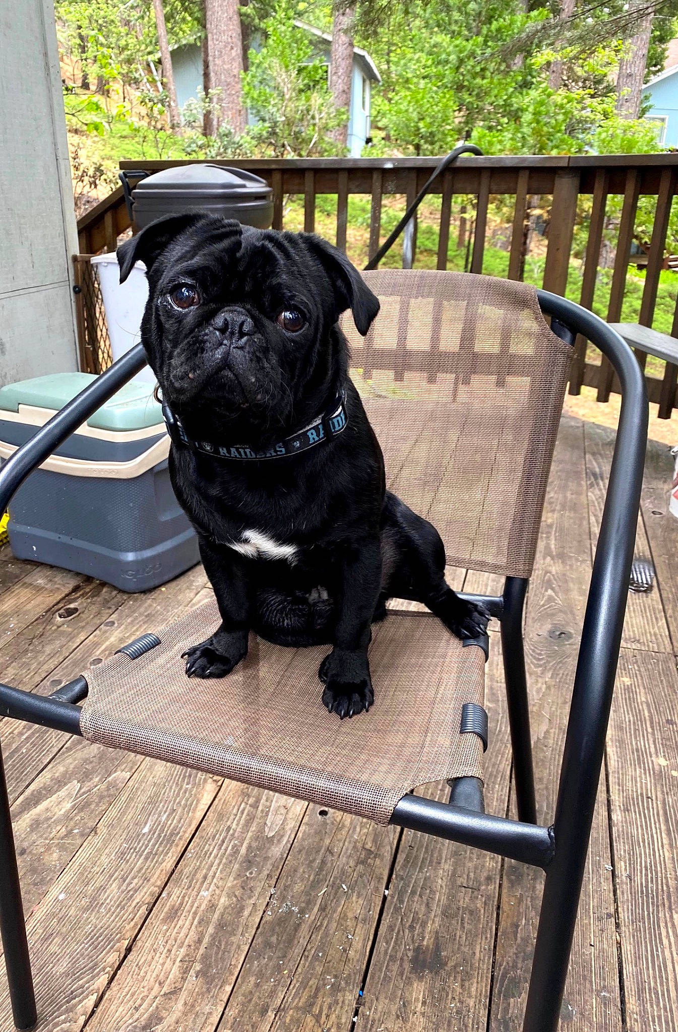 Milo is registered to the contest to win money with this photo: canidae, carnivore, companion_dog, dog, dog_breed, fawn, plant, pug, puppy, snout, sporting_group, toy_dog