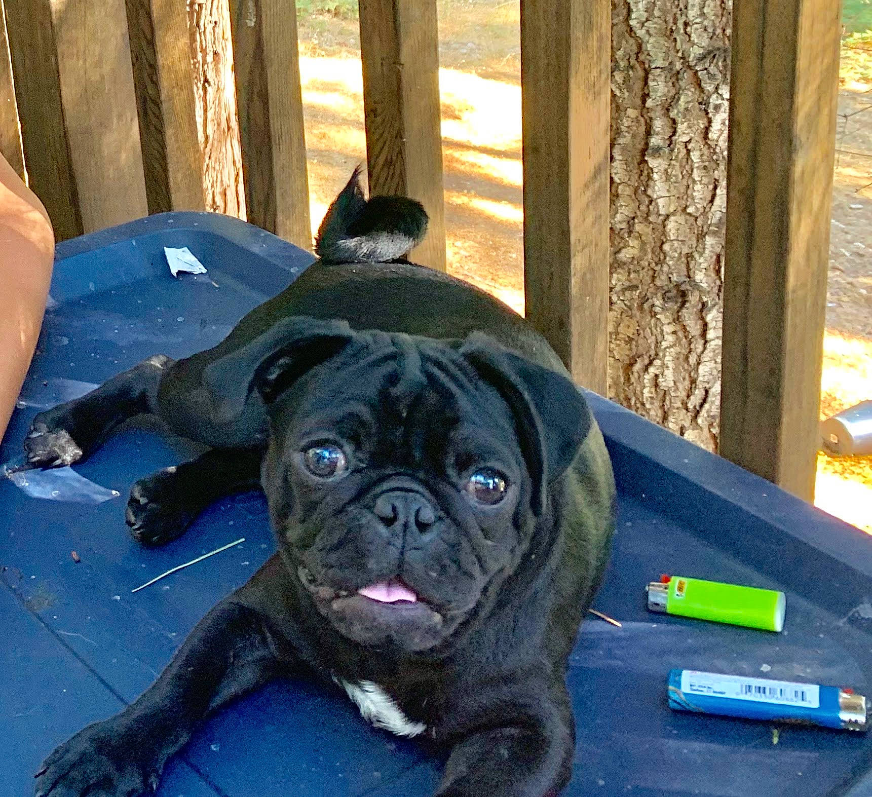 Milo joined the competition — help win amazing prizes! canidae, carnivore, companion_dog, dog, dog_breed, fawn, french_bulldog, mammal, molosser, non_sporting_group, olde_english_bulldogge, pug, puppy, rare_breed_dog, renascence_bulldogge, snout, sporting_group, vertebrate, wrinkle