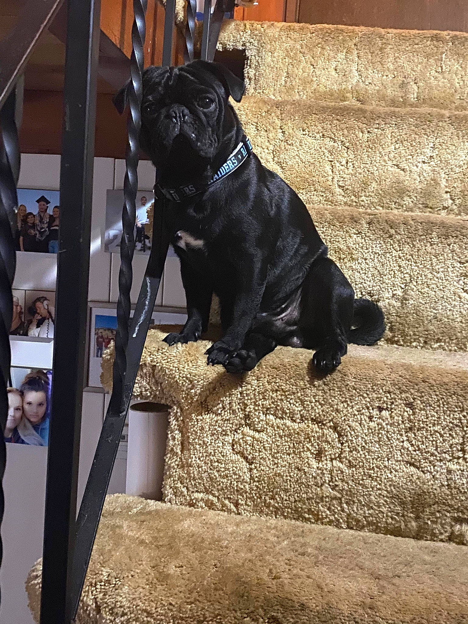 Milo is registered to the contest to win money with this photo: american_staffordshire_terrier, bandog, cane_corso, canidae, carnivore, companion_dog, dog, dog_breed, guard_dog, mammal, non_sporting_group, perro_de_presa_canario, sporting_group, working_dog