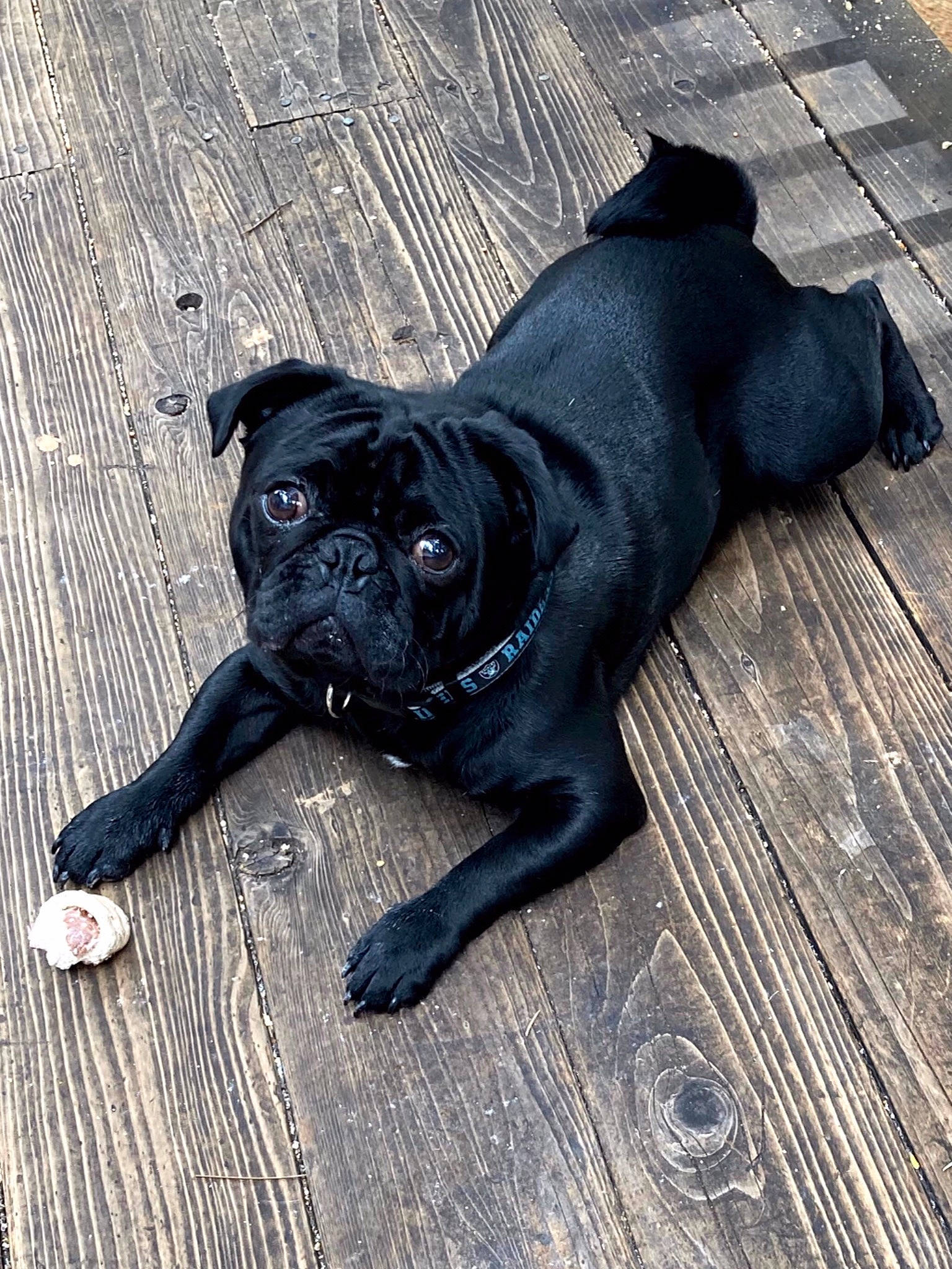 Milo is registered to the contest to win money with this photo: cane_corso, canidae, carnivore, companion_dog, dog, dog_breed, fawn, mammal, pug, puppy, snout, sporting_group, toy_dog