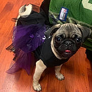 Bella is registered to the contest to win money with this photo: canidae, carnivore, collar, companion_dog, dog, dog_breed, dog_collar, dog_supply, event, fawn, flooring, fur, hardwood, pug, snout, sporting_group, toy_dog, wood, working_animal, wrinkle