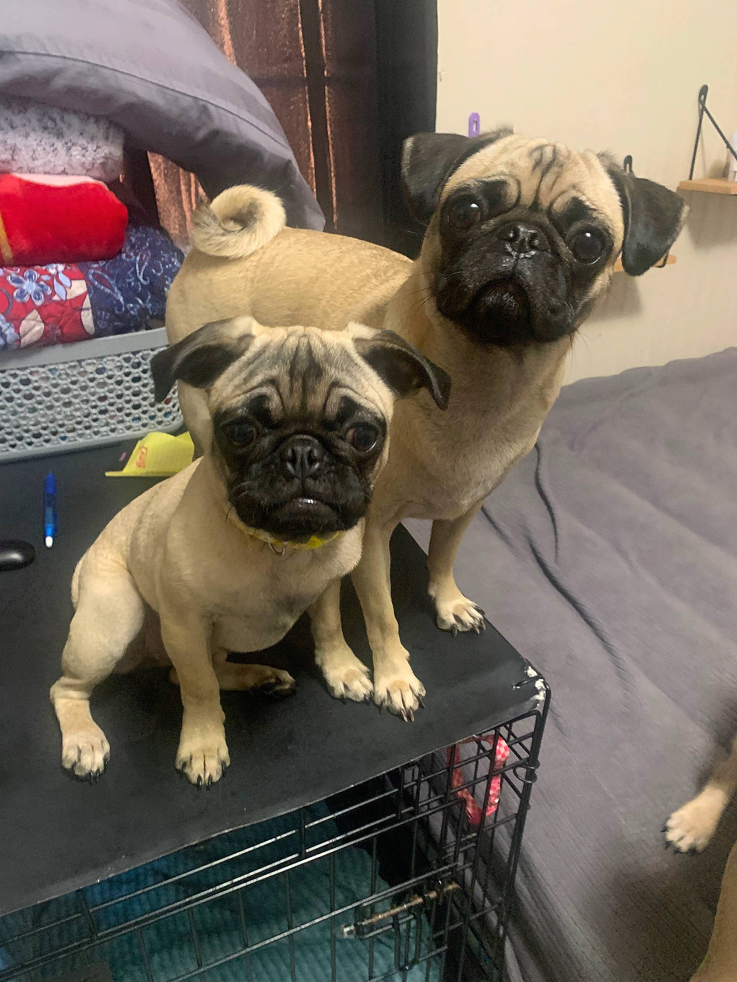 Bella joined the competition — help win amazing prizes! animal, bulldog, canine, clothing, dog, frenchbulldog, hat, indoors, pen, pet, pug, puppy