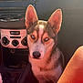 alert, animal, blue_eyes, canine, car_interior, close_up, companion, dashboard, dog, ears, fur, husky, indoors, looking, pet, portrait, seat, sitting, sunlight, vehicle