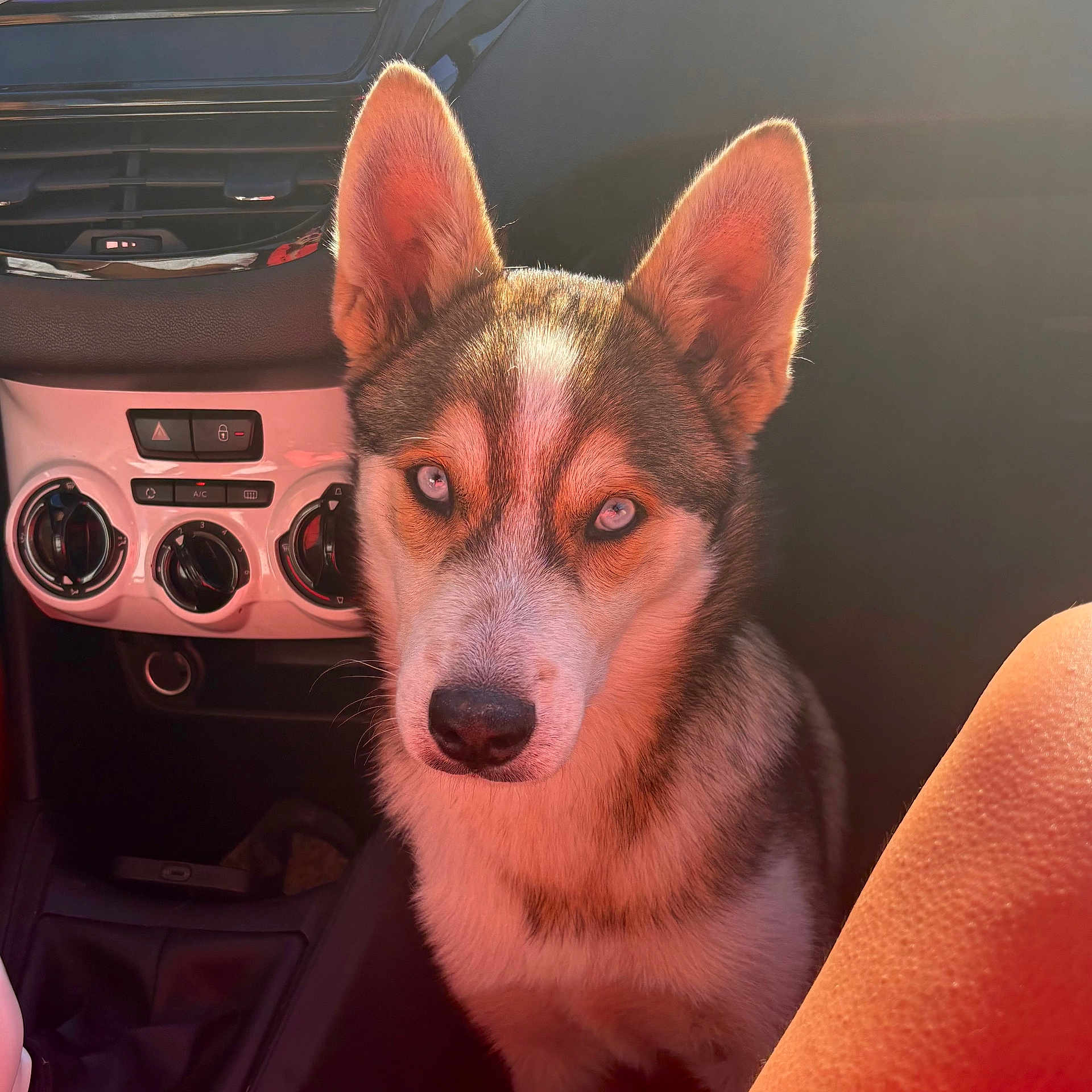 Kimi