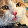 Dave Chappelle joined the competition — help win amazing prizes! cat, close_up, orange_and_white, golden_eyes, pink_nose, tongue_out, whiskers, fur, pet, domestic_animal, curious, cute, indoor, animal_face, collar, macro, texture, soft, resting, adorable