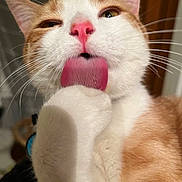 Dave Chappelle joined the competition — help win amazing prizes! cat, ginger_cat, white_cat, tongue, paw, close_up, pet, animal, whiskers, nose, indoor, fur, grooming, cute, pet_care, mammal, face, pink_tongue, pink_nose, expression