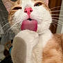 cat, ginger_cat, white_cat, tongue, paw, close_up, pet, animal, whiskers, nose, indoor, fur, grooming, cute, pet_care, mammal, face, pink_tongue, pink_nose, expression