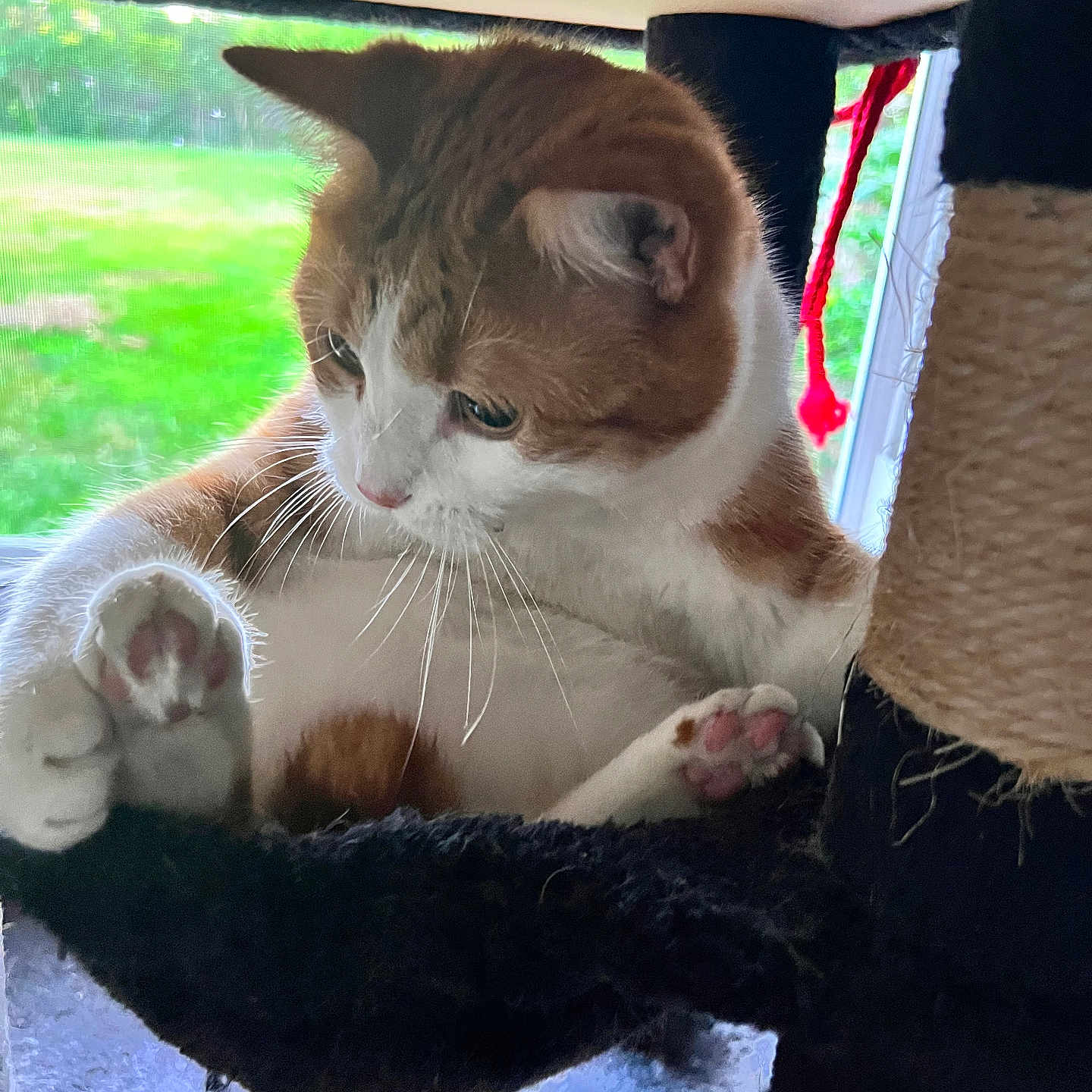 Dave Chappelle joined the competition — help win amazing prizes! animal, cat, cat_tree, closeup, cozy, curious, domestic_cat, feline, fur, greenery, hammock, indoor, orange_cat, paw_pads, pet, playful, relaxed, whiskers, white_cat, window