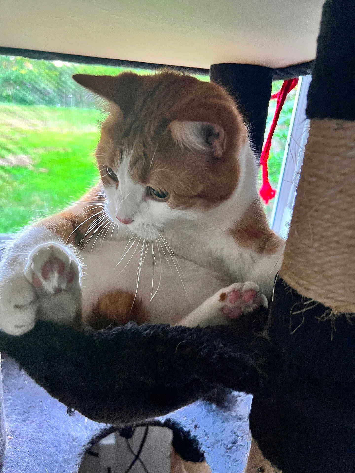 Dave Chappelle joined the competition — help win amazing prizes! cat, orange_cat, white_cat, cat_tree, hammock, paw_pads, indoor, window, greenery, curious, feline, pet, whiskers, relaxed, animal, closeup, cozy, fur, domestic_cat, playful