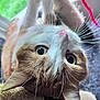 Dave Chappelle is registered to the contest to win money with this photo: cat, close_up, whiskers, scratching_post, indoor, curious, playful, ears, pink_nose, fur, window, green_background, pet, animal, feline, upside_down, eyes, soft_light, home, cozy