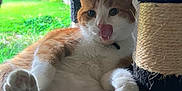 Dave Chappelle is registered to the contest to win money with this photo: cat, orange_cat, white_cat, cat_tree, hammock, indoor, window, screen, greenery, paw, tongue_out, pet, cute, relaxed, feline, animal, whiskers, fur, playful, resting
