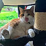 cat, orange_cat, white_cat, cat_tree, hammock, indoor, window, screen, greenery, paw, tongue_out, pet, cute, relaxed, feline, animal, whiskers, fur, playful, resting