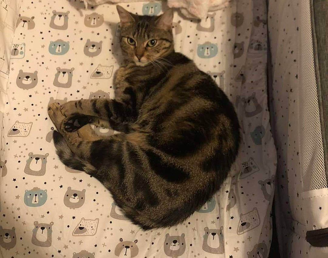 Taya participe au concours pour gagner de l'argent avec cette photo : carnivore, cat, cat_bed, cat_supply, claw, comfort, curtain, domestic_short_haired_cat, fawn, felidae, fur, grey, linens, pattern, paw, small_to_medium_sized_cats, snout, tail, terrestrial_animal, whiskers