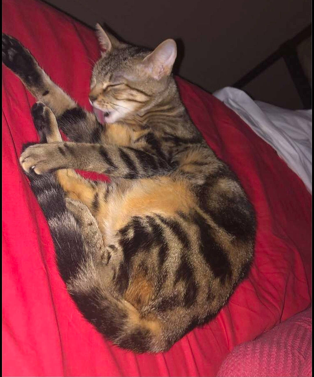 Taya participe au concours pour gagner de l'argent avec cette photo : carnivore, cat, cat_bed, cat_supply, claw, comfort, domestic_short_haired_cat, fawn, felidae, foot, fur, paw, small_to_medium_sized_cats, snout, tail, terrestrial_animal, tree, whiskers, wildlife