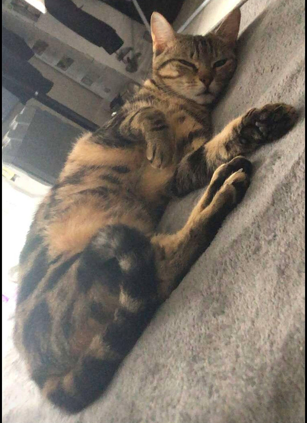 Taya a rejoint le concours — aidez-le/la à gagner de superbes lots ! carnivore, cat, claw, cloud, comfort, domestic_short_haired_cat, felidae, flooring, fur, human_leg, leg, metal, nap, paw, small_to_medium_sized_cats, snout, tail, terrestrial_animal, whiskers, wood