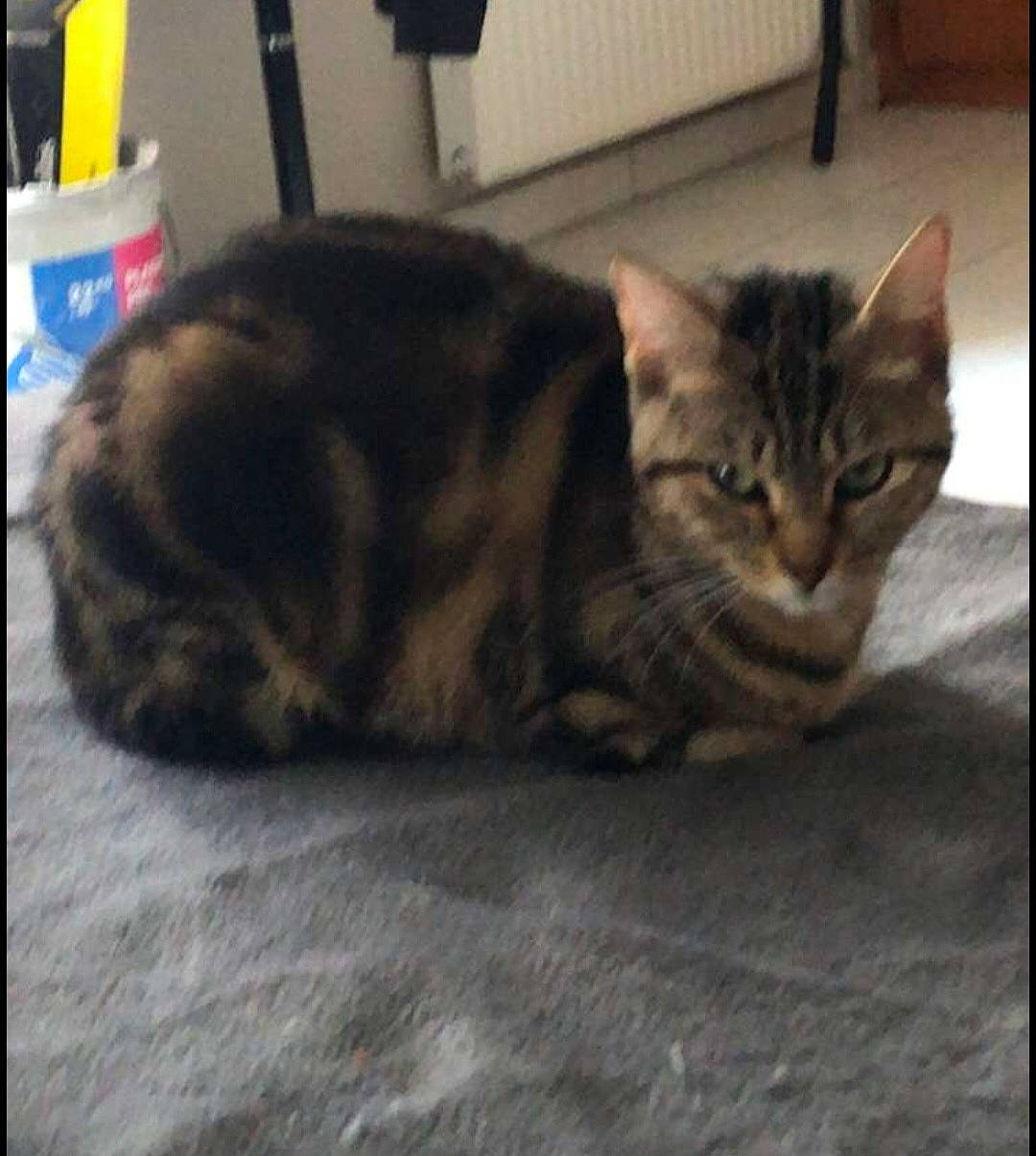 Taya a rejoint le concours — aidez-le/la à gagner de superbes lots ! carnivore, cat, comfort, domestic_short_haired_cat, felidae, flooring, fur, grey, nap, paw, sitting, small_to_medium_sized_cats, snout, tail, terrestrial_animal, whiskers