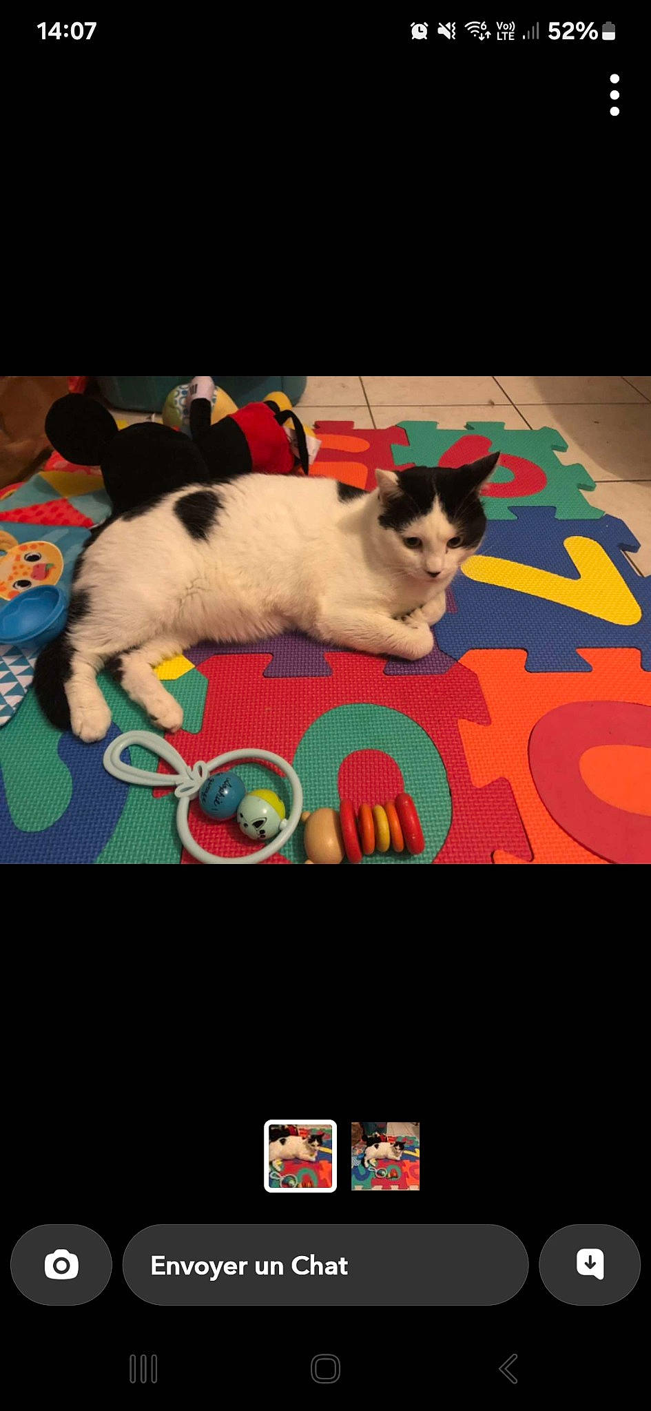 Sanji participe au concours pour gagner de l'argent avec cette photo : canidae, carnivore, cat, cat_supply, companion_dog, dog_breed, felidae, flooring, font, grass, linens, paw, pet_supply, photo_caption, recreation, rectangle, small_to_medium_sized_cats, tail, terrestrial_animal, whiskers