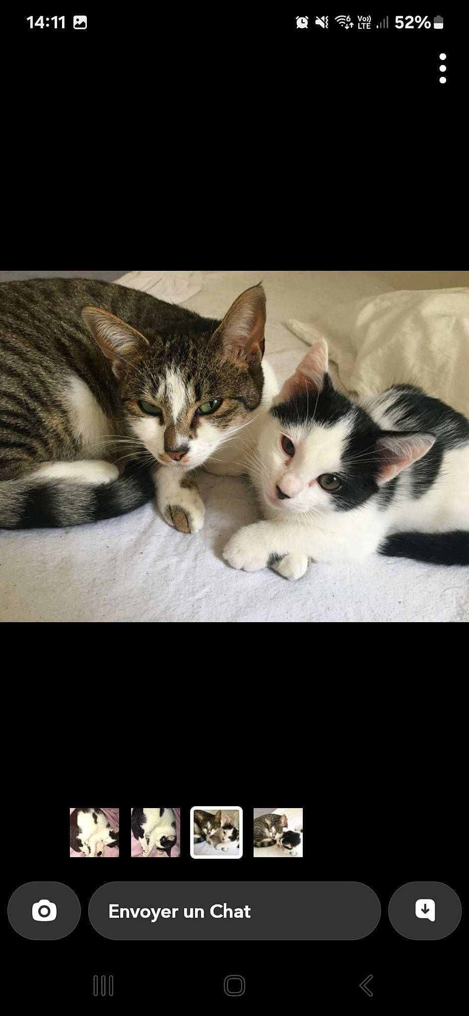 Sanji participe au concours pour gagner de l'argent avec cette photo : art, beauty, box, carnivore, cat, comfort, domestic_short_haired_cat, electronic_device, felidae, font, fur, gesture, love, paw, photo_caption, rectangle, small_to_medium_sized_cats, tail, whiskers