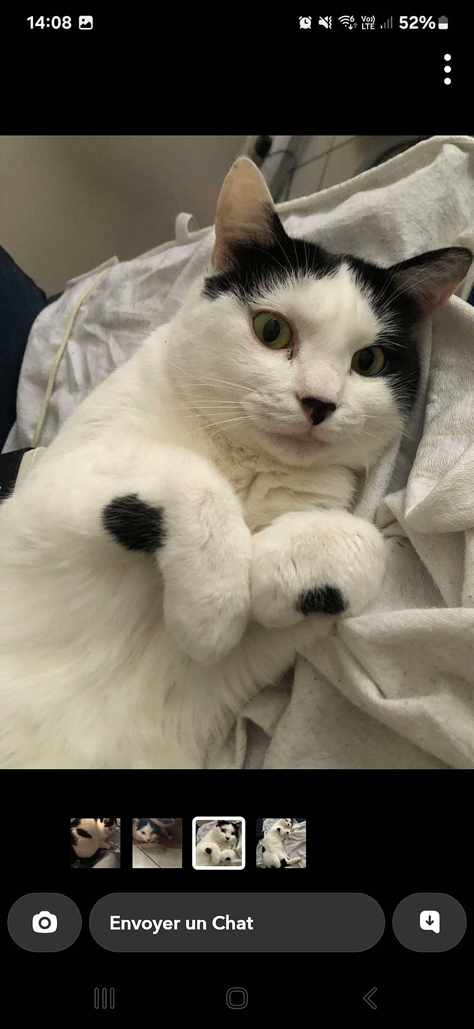 Sanji a rejoint le concours — aidez-le/la à gagner de superbes lots ! carnivore, cat, comfort, domestic_short_haired_cat, felidae, fur, paw, rectangle, small_to_medium_sized_cats, snout, tail, whiskers, white