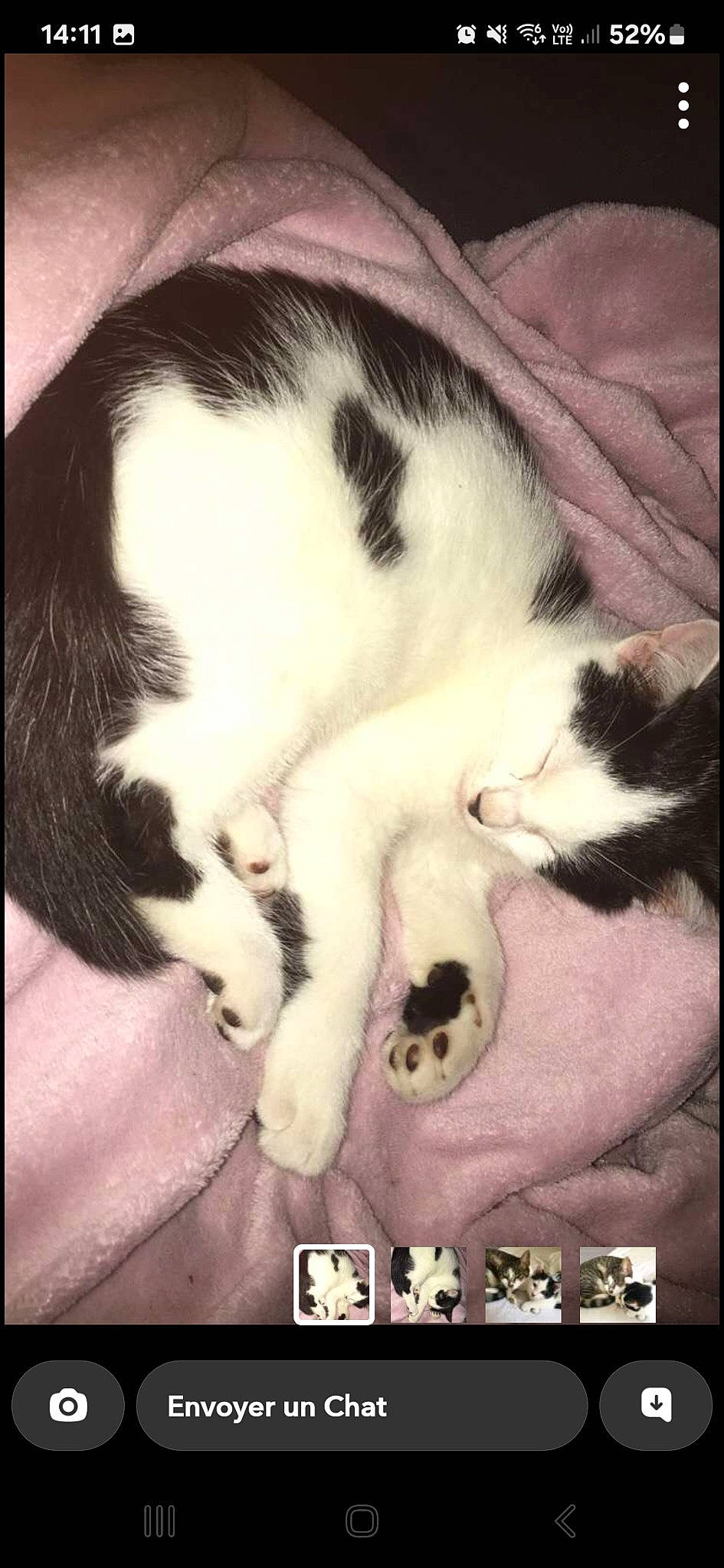 Sanji participe au concours pour gagner de l'argent avec cette photo : carnivore, cat, cloud, comfort, domestic_short_haired_cat, felidae, fur, happy, mammal, nose, paw, photo_caption, rectangle, small_to_medium_sized_cats, snapshot, snout, square, tail, vertebrate, whiskers