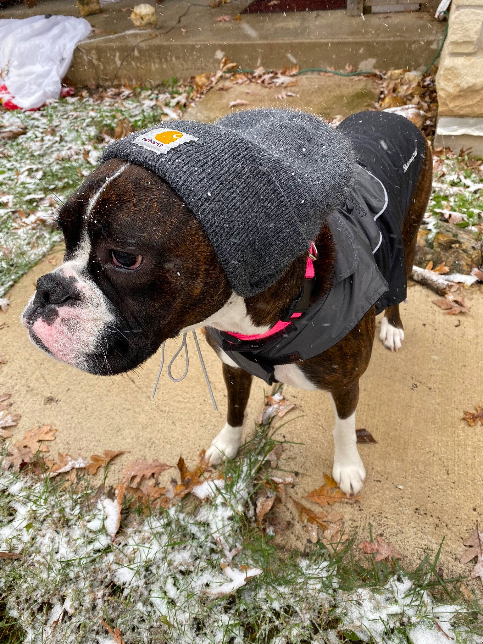 Rosie is registered to the contest to win money with this photo: adventure, american_bulldog, american_pit_bull_terrier, american_staffordshire_terrier, bulldog, canidae, carnivore, dog, dog_breed, dog_walking, fawn, non_sporting_group, old_english_bulldog, olde_english_bulldogge, pit_bull, rare_breed_dog, snout, sporting_group