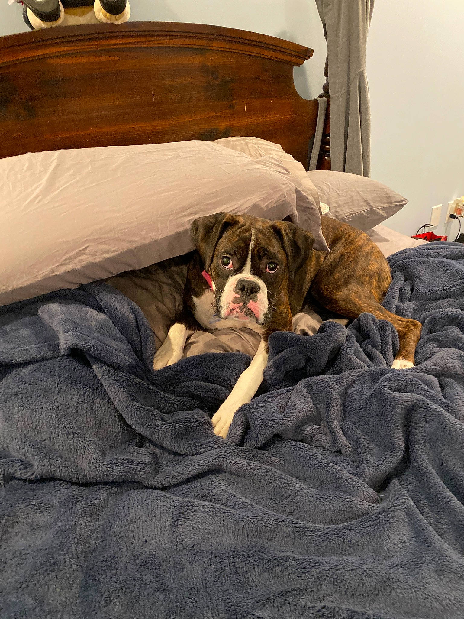 Rosie is registered to the contest to win money with this photo: american_bulldog, bed, bedding, boxer, bulldog, canidae, carnivore, companion_dog, dog, dog_breed, fawn, furniture, linens, nap, non_sporting_group, old_english_bulldog, olde_english_bulldogge, room, snout, sporting_group