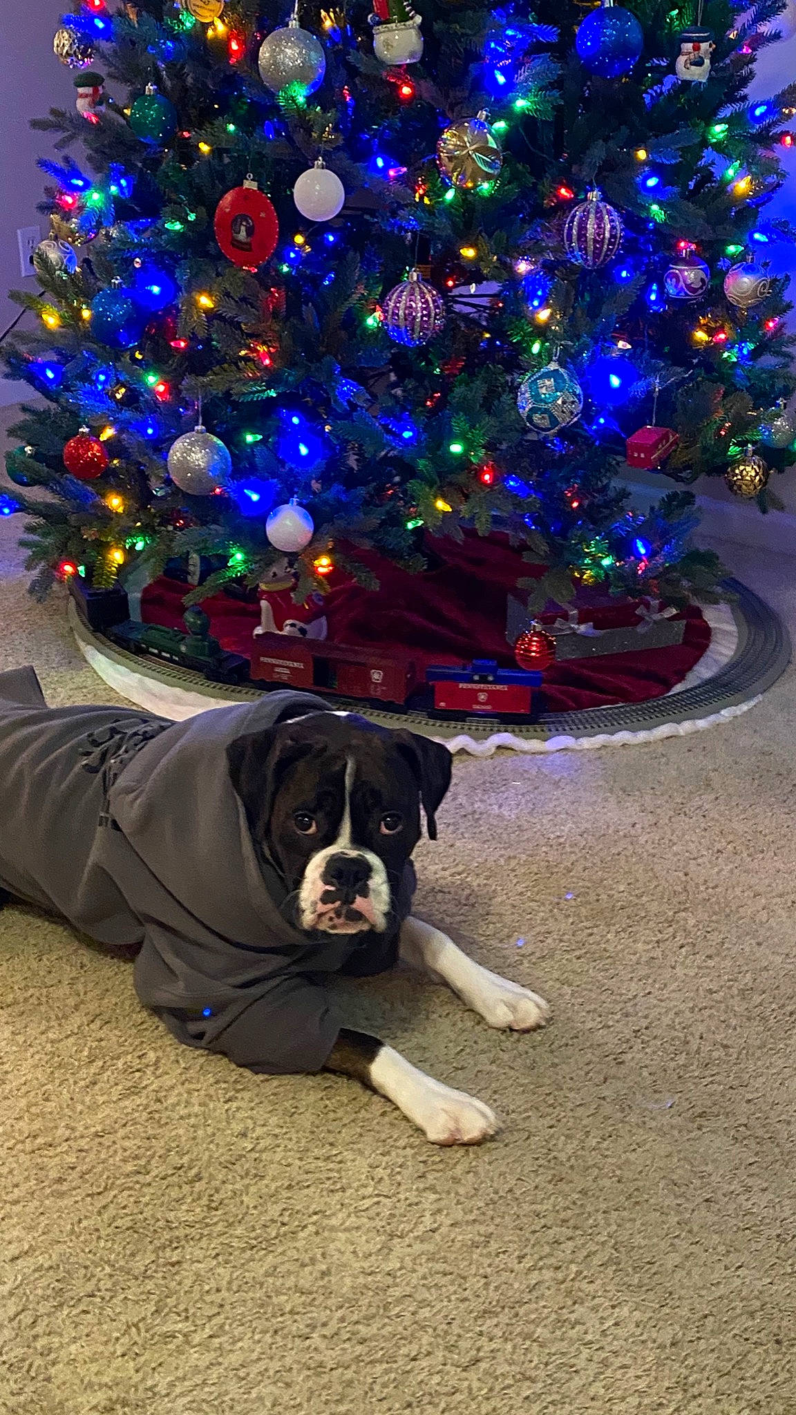 Rosie is registered to the contest to win money with this photo: canidae, carnivore, christmas, christmas_decoration, christmas_eve, christmas_lights, christmas_ornament, christmas_tree, dog, dog_breed, fawn, fir, holiday, interior_design, labrador_retriever, pine_family, plant, puppy, sporting_group, tree