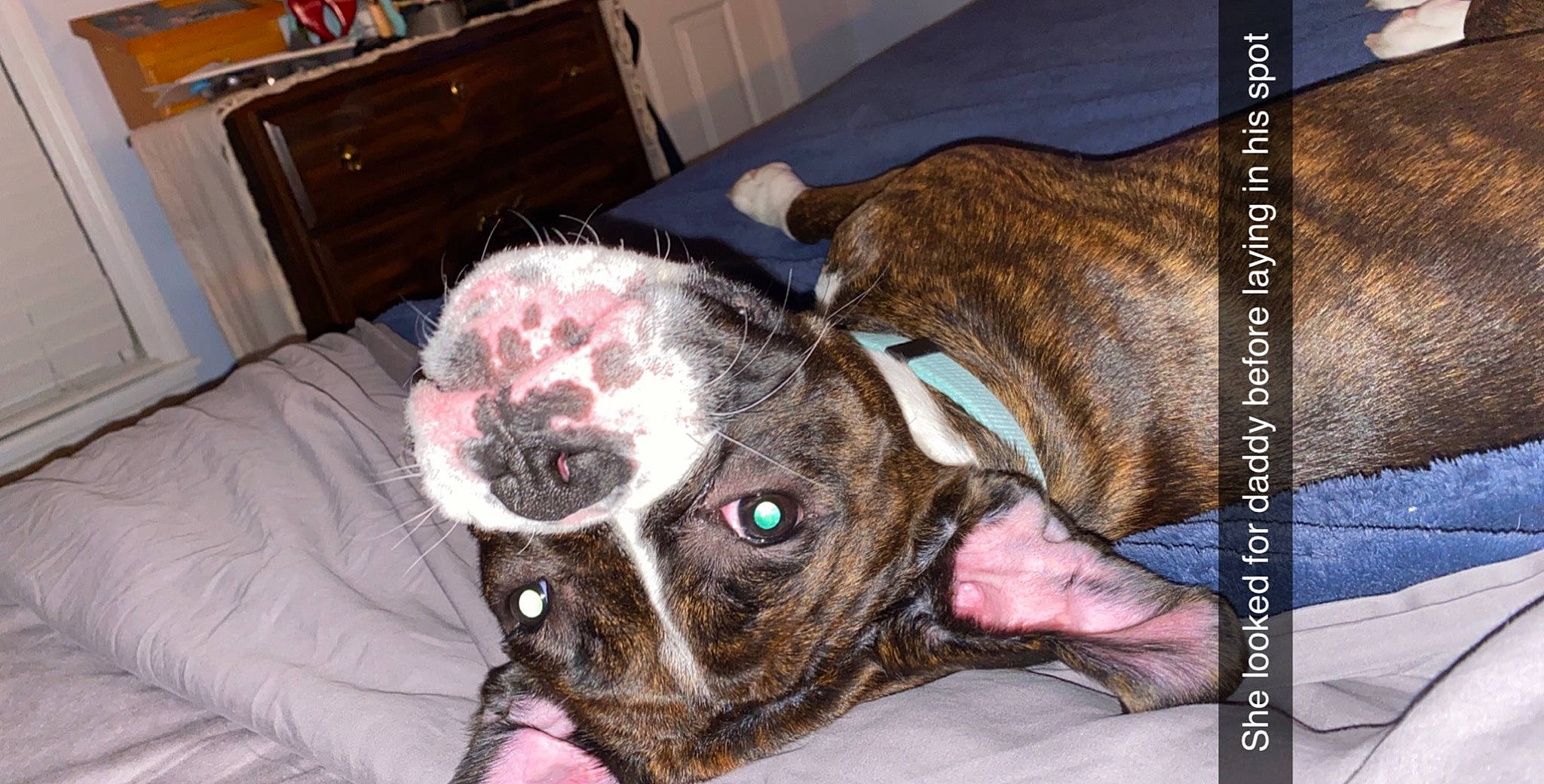 Rosie joined the competition — help win amazing prizes! american_staffordshire_terrier, boxer, canidae, carnivore, companion_dog, dog, dog_breed, ear, fawn, french_bulldog, non_sporting_group, pit_bull, valley_bulldog, whiskers