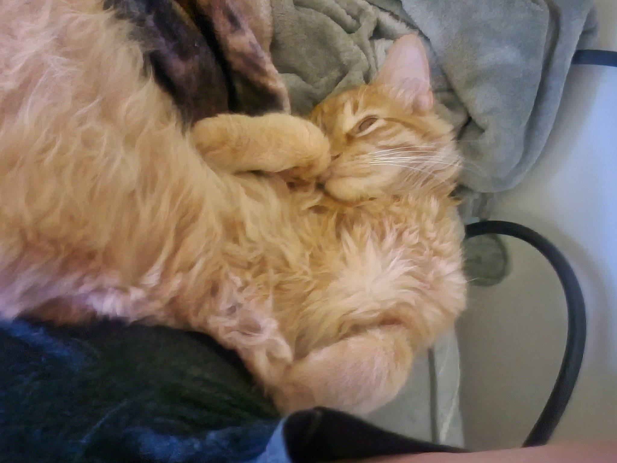 Pippi joined the competition — help win amazing prizes! carnivore, cat, claw, comfort, domestic_short_haired_cat, ear, fawn, felidae, fur, nap, paw, sleep, small_to_medium_sized_cats, snout, tail, whiskers